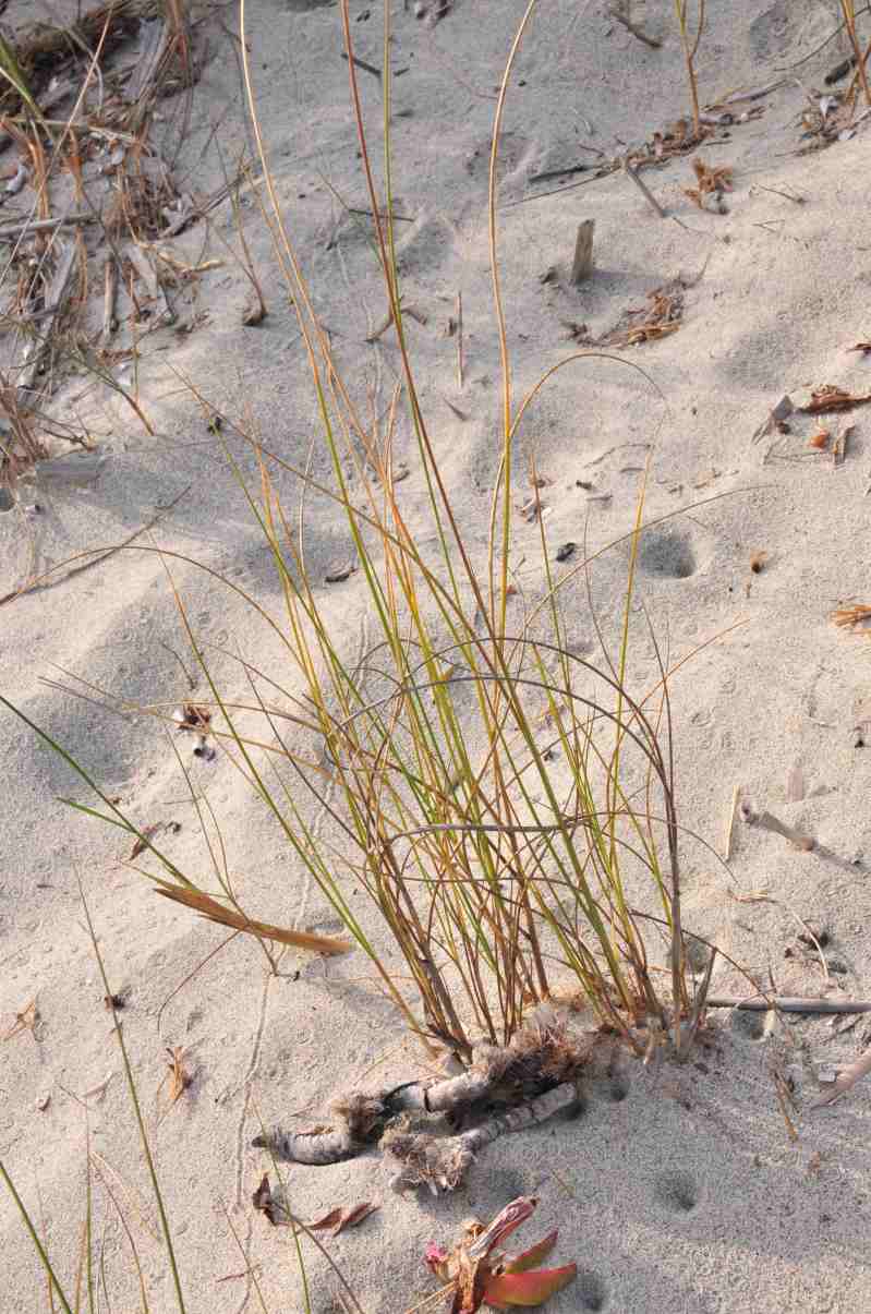 Sparto delle dune ???